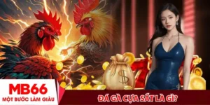 Đá gà cựa sắt là gì?