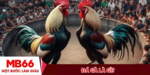 Đá gà là gì_ Tìm hiểu chi tiết và thuật ngữ xịn cho kê thủ mới
