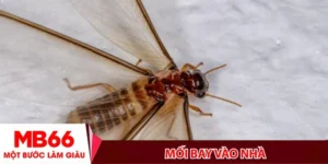 Mối bay vào nhà